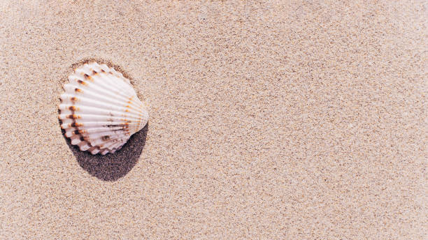istock Summer pattern background. Seashells, shells on sand tropical sea beach. Vacation backdrop with space for the text. 1327025742