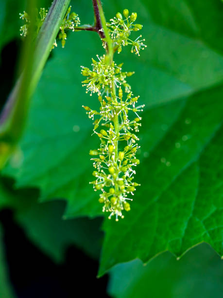 istock grape flowers on a branch in the garden, macro 1327027758
