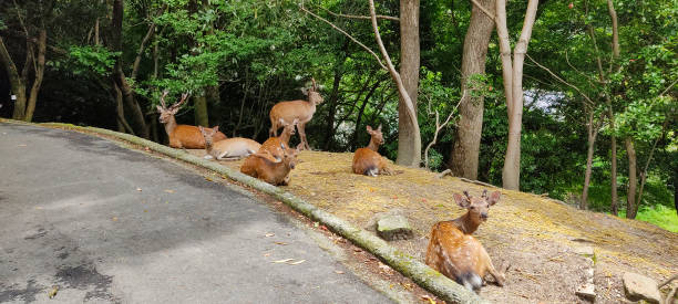 istock Pictures of wild deer. 1327027770