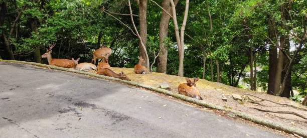 istock Pictures of wild deer. 1327027785