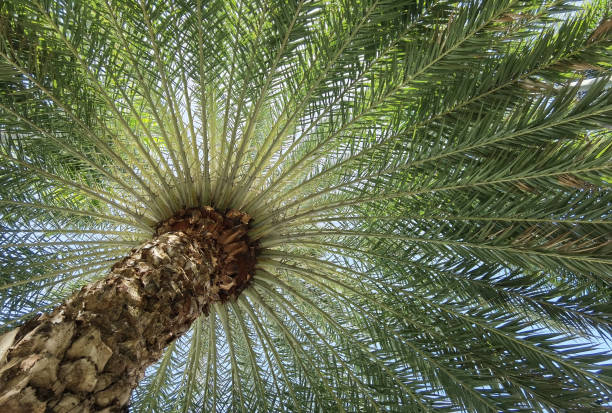 istock green leaves of palm tree 1327027989