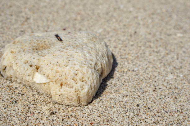 istock white coral reefs on white sand beaches 1327029920