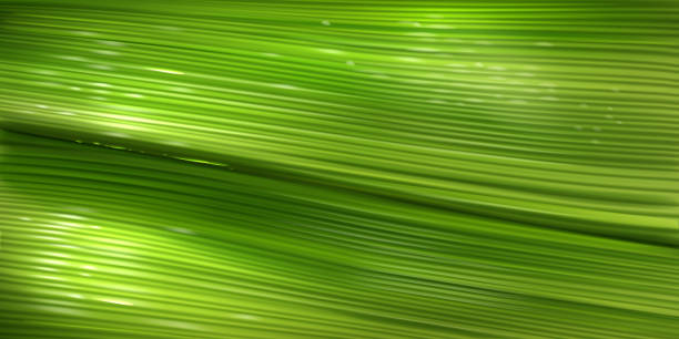 Banana leaf texture, surface of green palm leaf Banana leaf texture, close up green pattern of palm tree foliage with water drops. Vector realistic background with structure of fresh leaf surface. Wallpaper with tropical plant texture close to illustrations stock illustrations