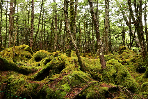 Green mossy forest in Nagano Prefecture, Japan.