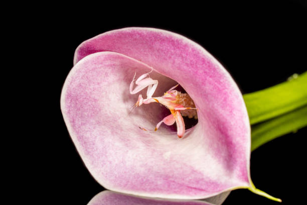 Orchid Mantis Orchid Mantis (Hymenopus coronatus) is from the tropical forests of Southeast Asia. Here it is in a pink calla lily. orchid mantis stock pictures, royalty-free photos & images