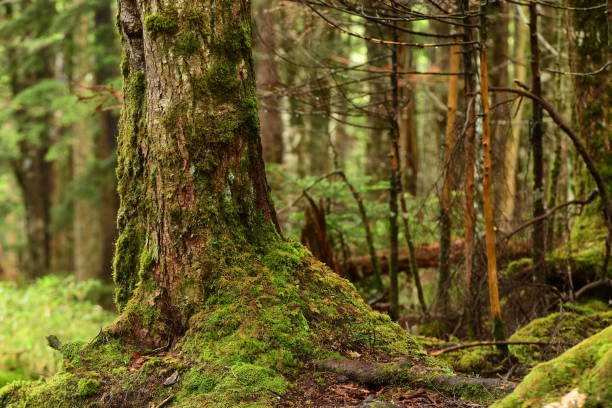 istock Green mossy forest in Nagano Prefecture, Japan. 1327031471
