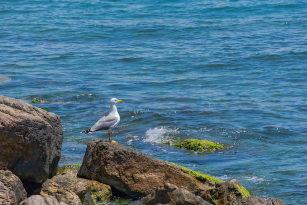 istock seagull standing on rocks at sea shore 1327033702