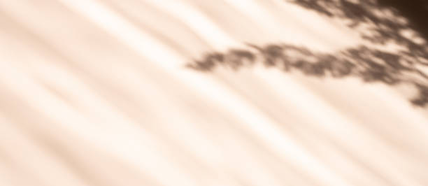istock Horizontal banner with pampas grass natural shadows on beige background. Reed silhouette 1327033714
