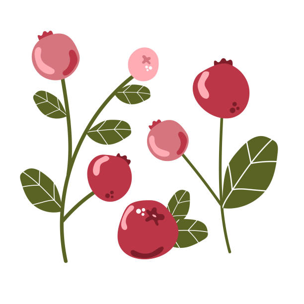 zestaw żurawiny z liśćmi.  leśne dzikie jagody, świeże, pyszne dojrzałe jagody. - cranberry stock illustrations