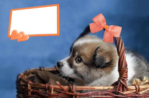 A small puppy is sitting in a basket, a frame for text. A cute gift with a bow stock photo