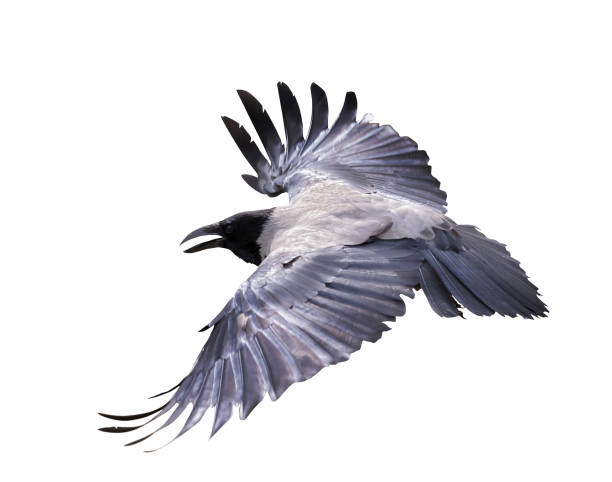 istock flying black and grey isolated large crow 1327034735