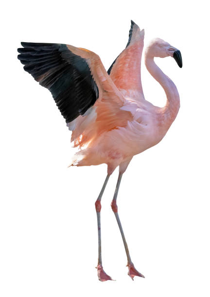 istock large fine flamingo with spread wings 1327034737