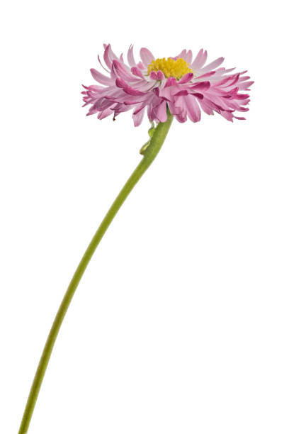 istock light pink color daisy flower isolated on white 1327034745