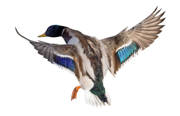 istock flying mallard duck drake with blue head 1327034748