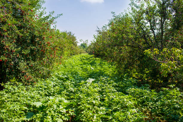 fresh fruit and vegetable garden background. cherry trees