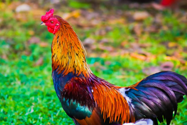istock Colorfull roaster in my backyard 1327035937