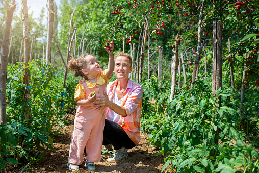 beautiful baby girl picking cherries from the branch with her mother.A mother teaching her baby about nature. Young mother picking fruit with her baby in nature