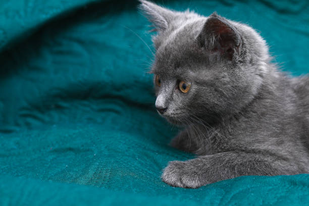 istock Small gray kitten with yellow eyes. Long-haired cute a cat. 1327037058
