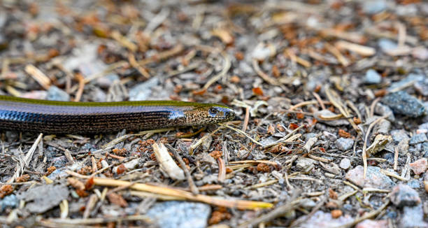 istock closeup on a slow-worm on gravel road 1327038758