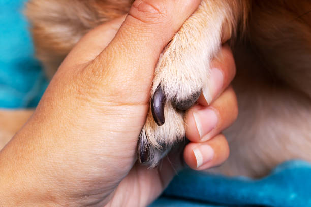 istock Hand holding a dog's paw on blue background 1327039401