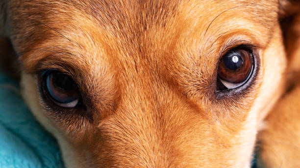 istock Eyes of a ginger dog close up 1327040254