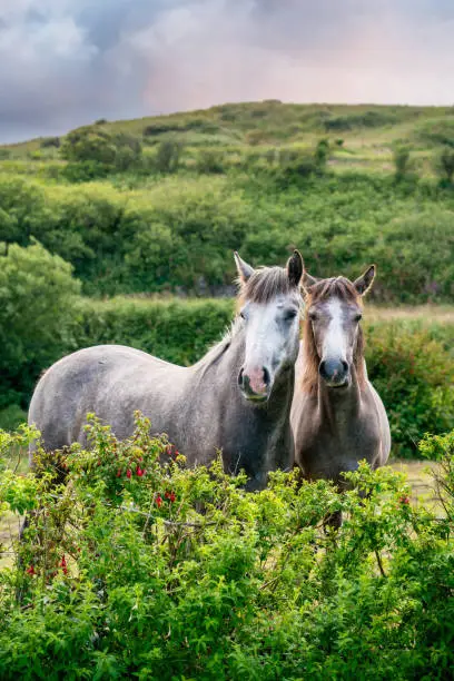 Two pony connemara horses  on summer day.