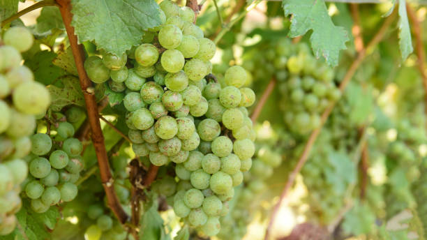 istock Vine and bunch of white grapes 1327041885