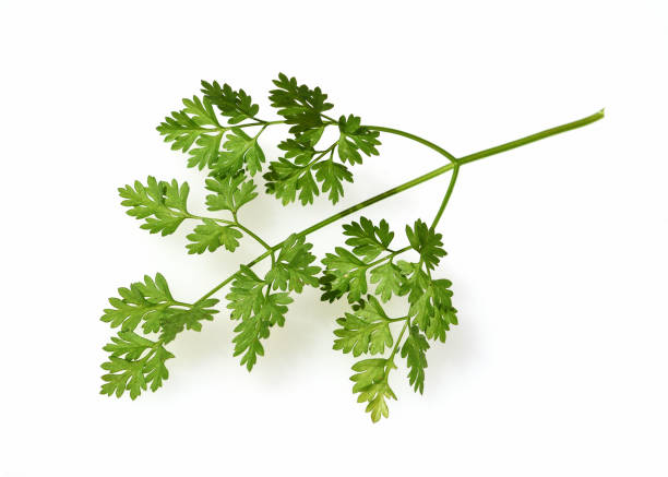 Anthriscus, Cerefolium Chervil, Anthriscus cerefolium, is an important medicinal and medicinal plant. The herb is also used in the Frankfurt green sauce. cerefolium stock pictures, royalty-free photos & images