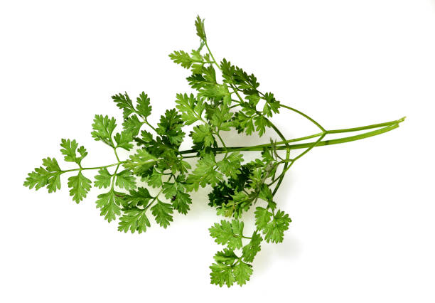 Anthriscus, Cerefolium Chervil, Anthriscus cerefolium, is an important medicinal and medicinal plant. The herb is also used in the Frankfurt green sauce. chervil stock pictures, royalty-free photos & images