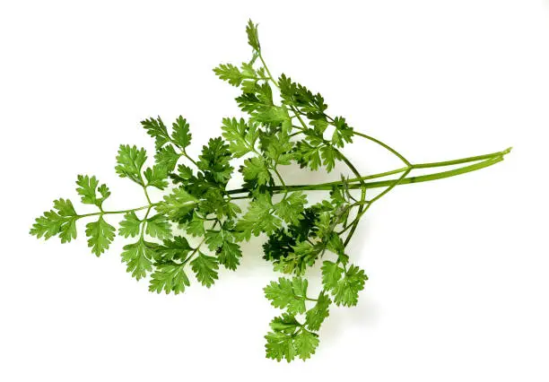 Chervil, Anthriscus cerefolium, is an important medicinal and medicinal plant. The herb is also used in the Frankfurt green sauce.