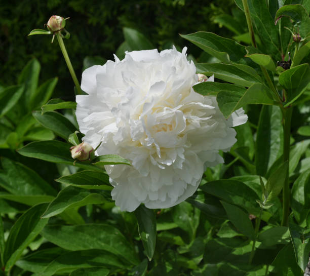 istock Peony Paeonia, flower 1327042722