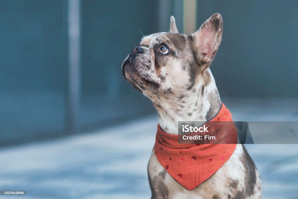 Merle colored French Bulldog dog wearing red neckerchief Merle colored French Bulldog dog wearing red neckerchief with copy space Dog Stock Photo