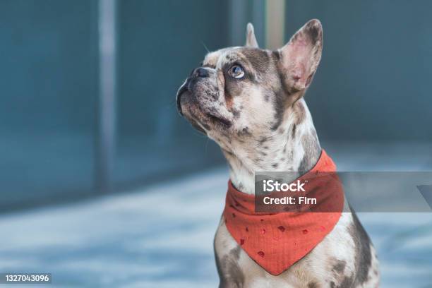 Merle Colored French Bulldog Dog Wearing Red Neckerchief Stock Photo - Download Image Now