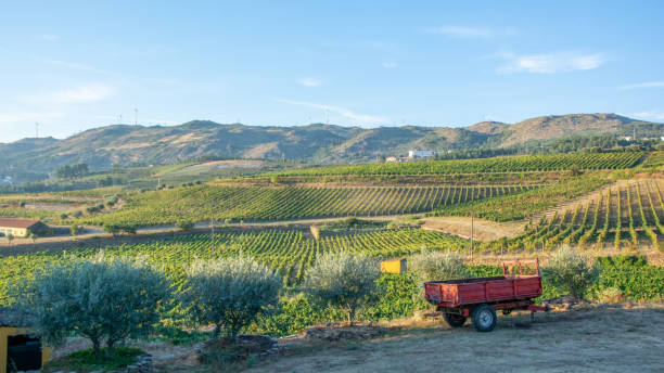istock Panoramic view of landscape of vineyard with vines 1327043166
