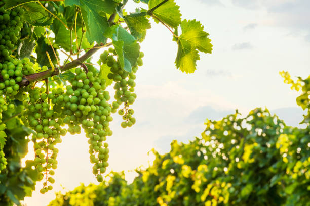 istock Sunny summer evening in a vineyard with grapes on the foreground 1327043978