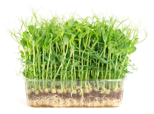 Fresh pea microgreen grown in a plastic tray stock photo