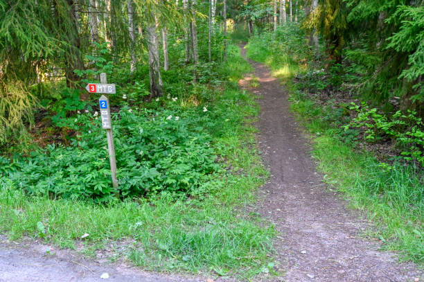 istock Narrow trail through green forest in dawn 1327044294