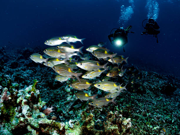 istock Underwater Marine Life's Environment. Reef Life under Tropical Ocean. 1327045010