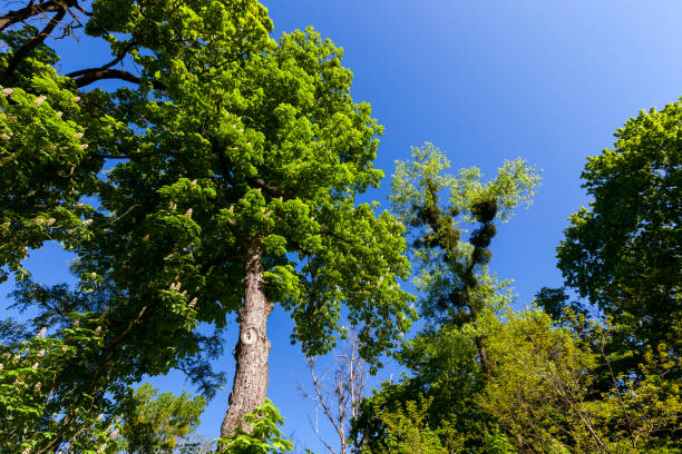 trees with green foliage in the summer, the foliage of the trees is illuminated by bright sunlight