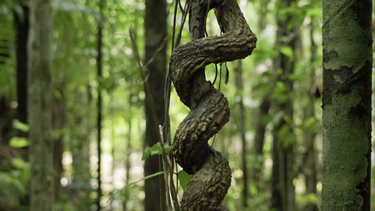 Ancient tropical tree Liana roots rainforest southeast Asia