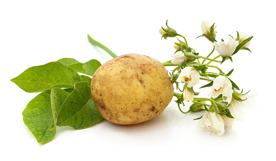 Potatoes with flower and leaves isolated on a white background.