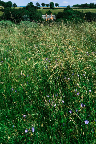 ハンベリーウスターシャーランドスケープ夏農地農地農地の視野 - hanbury ストックフォトと画像