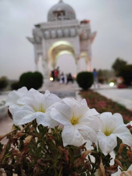 Beautiful white flowers and beautiful background place