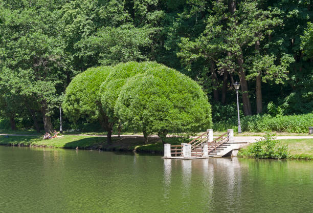 Moscow, Russia - June 20, 2021: Rakitas with spherical crowns on the shore of a pond. Tsaritsinsky park, Moscow, Russia, sunny day in June.