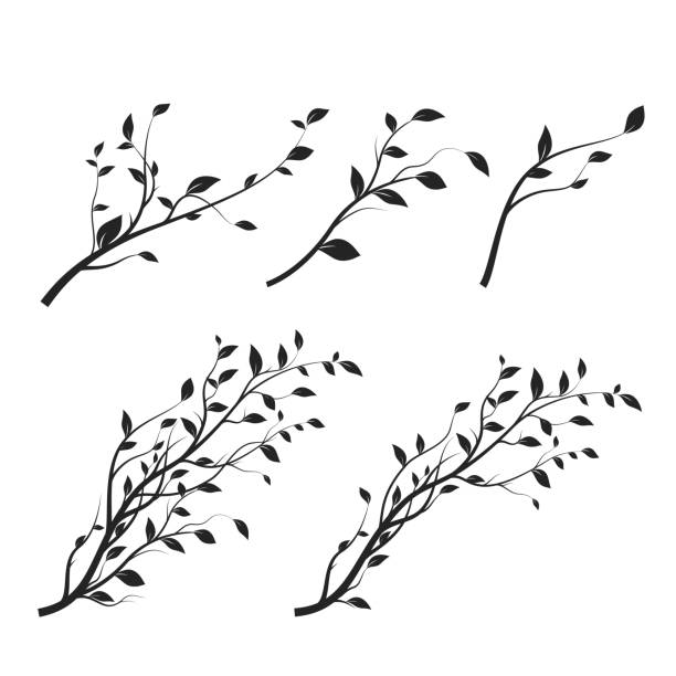 illustrations, cliparts, dessins animés et icônes de ensemble de branche d’arbre. silhouette de branche isolée sur fond blanc avec beaucoup de feuilles. vecteur - tree branch tree trunk leaf