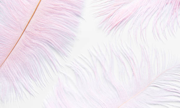 istock Background  with soft colorfull feathers on white 1327051159