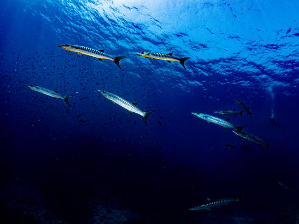 istock Underwater Marine Life's Environment. Reef Life under Tropical Ocean. 1327052148