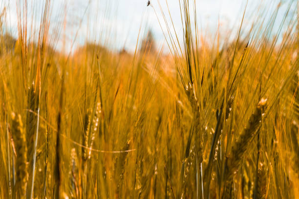 istock a field of rye, wheat and oats 1327052251