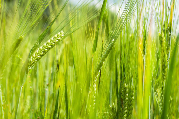 istock a field of rye, wheat and oats 1327052319