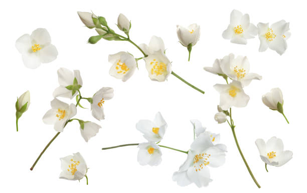 istock Set with beautiful tender jasmine flowers on white background 1327053090